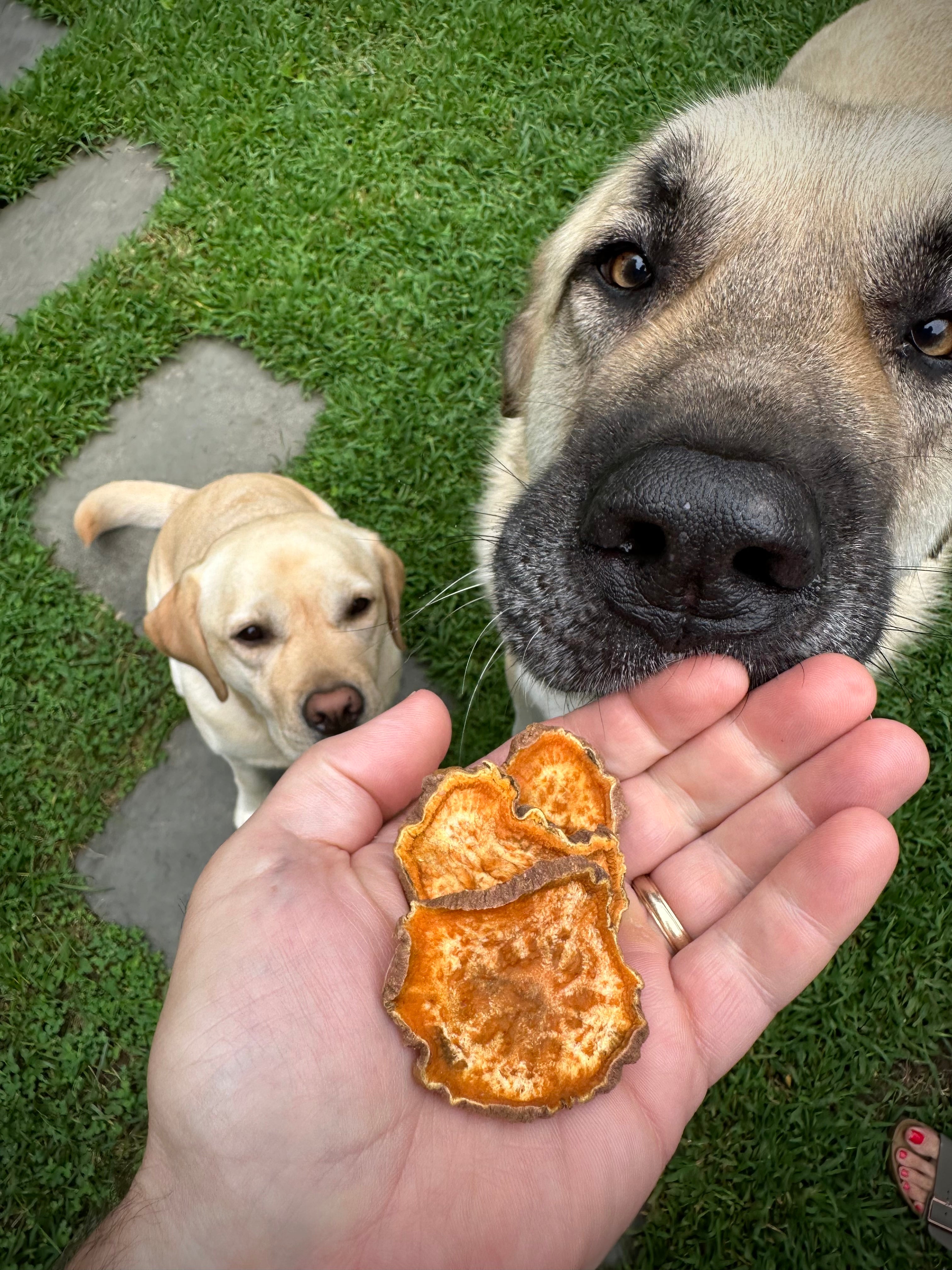 Droolworthy One Ingredient Homemade Dog Treats Cheap, Easy and Healt Loose Leashes by Ron