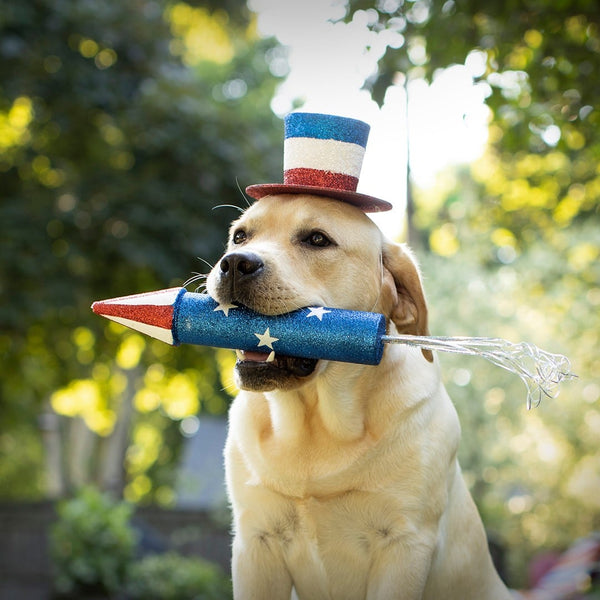 Five Ways to Help Your Dog Deal with Fireworks