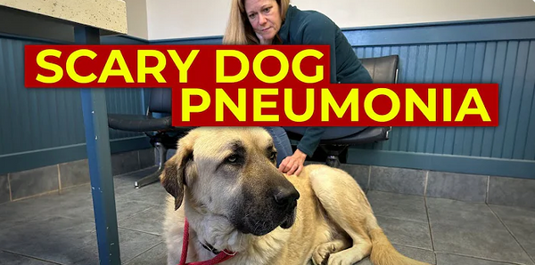 Mysterious Dog Illness - Viral Bacterial Dog Pneumonia