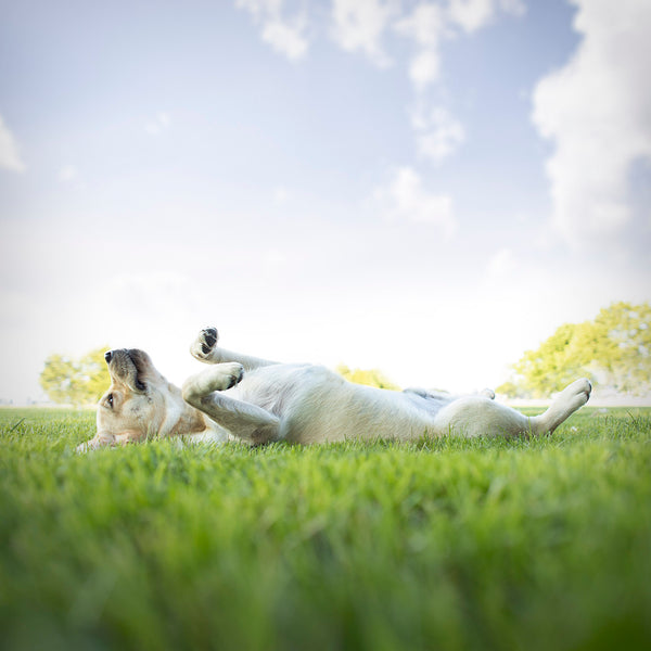 Belly Up! 5 Reasons Your Dog Lays on It's Back