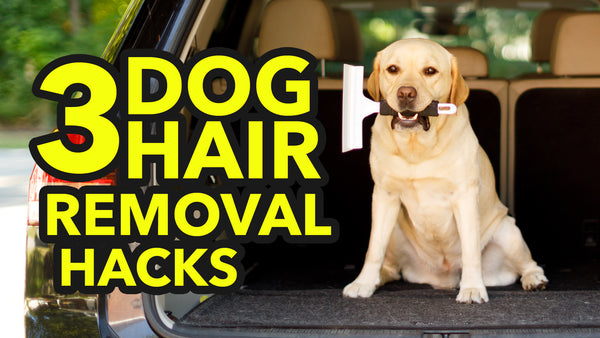 Dog Hair Everywhere? 3 Hacks to Remove Dog Hair from Your Car