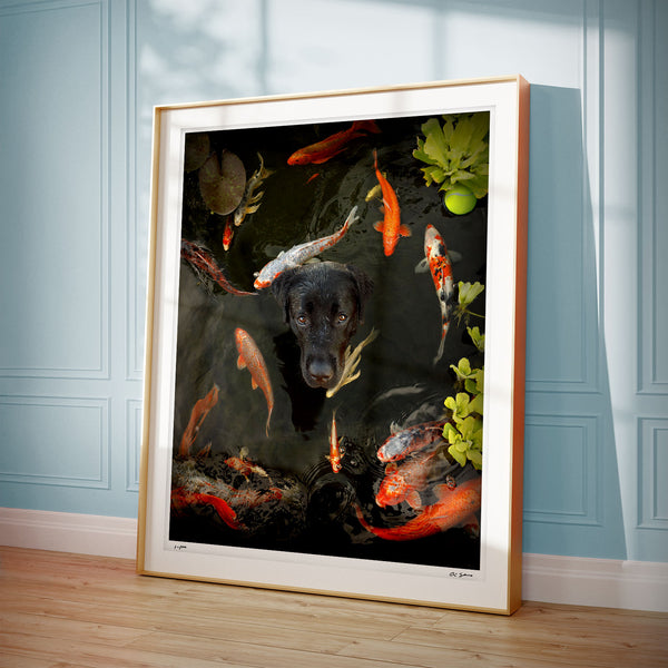 PLAYING KOI - SPECIAL SIGNED LIMITED EDITION PRINT ON PAPER - Black Labrador Wall Decor