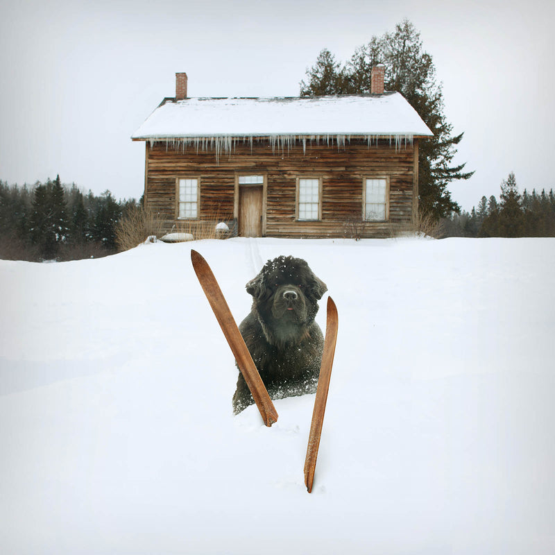 OLLIE Dog Canvas Art Print  - Newfoundland Cozy Winter Cabin Ski House Wall Art