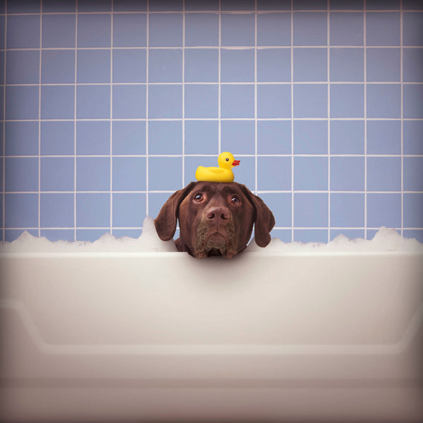 STINKY Dog in Bathtub Canvas Art Print  - Chocolate Labrador Wall Art