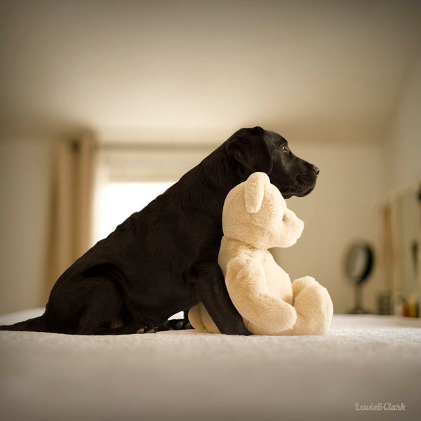 TEDDY Dog Canvas Art Print - Labrador Artwork