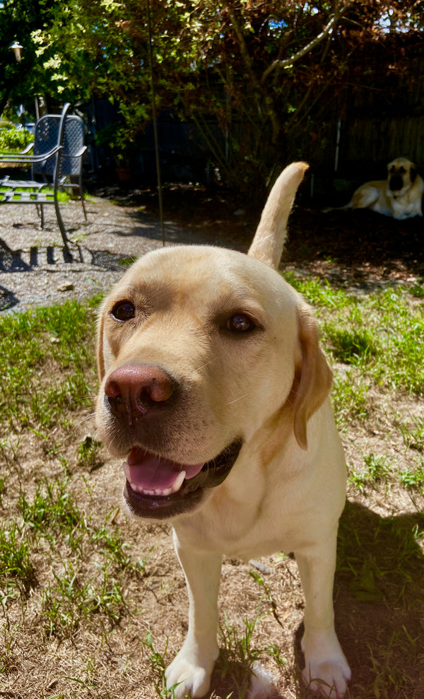 The Hungry Gardener - Keeping Your Dog Safe - Plants, Vegetables & Fruits That Are Dangeous For Dogs to Eat