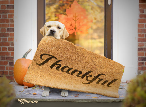 Thanksgiving Eats for Your Dog: A Guide to Safe and Unsafe Foods for Dogs