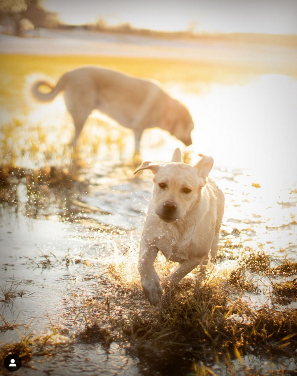 Understanding Dog Zoomies: What Every Dog Parent Needs to Know
