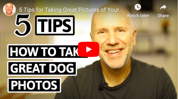 5 Tips for How to Take Great Dog Photos