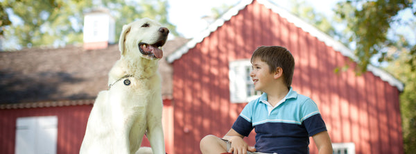 The Difference Between Service Dogs, Therapy Dogs, and Emotional Support Dogs