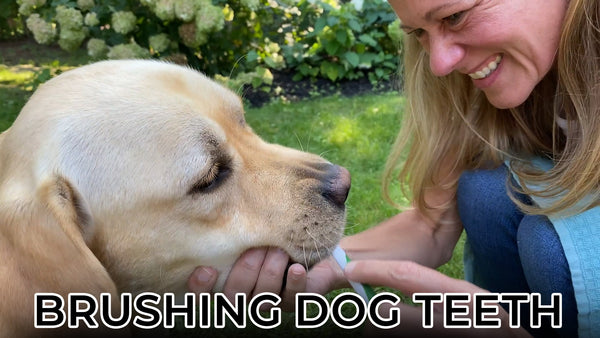 How to Brush Your Dog’s Teeth at Home