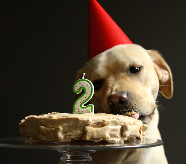 Birthday Cake for Dogs Recipe