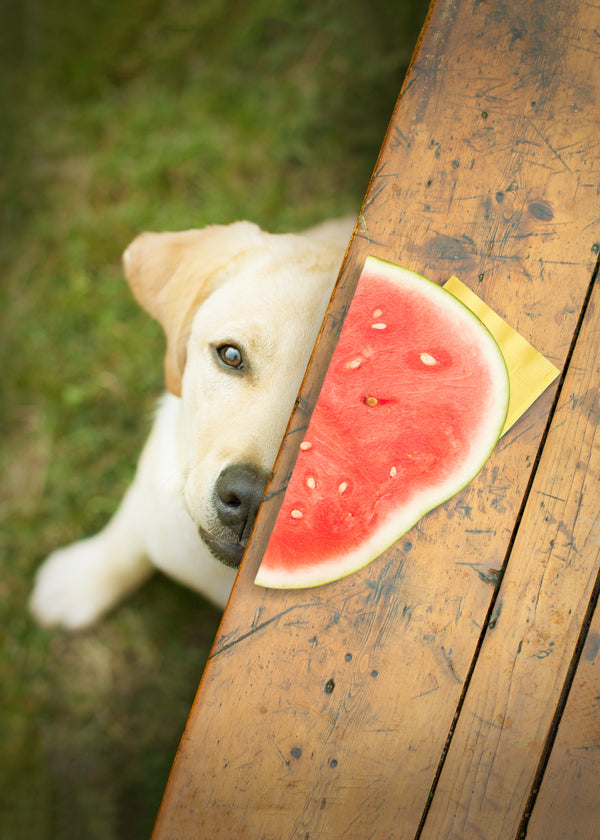 5 Safe Fruits Dogs Can Eat