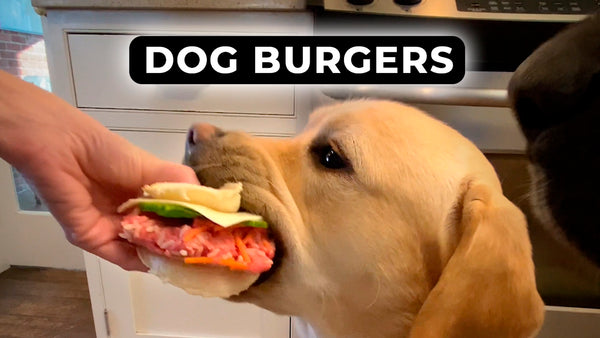 Hamburgers for Dogs (and People)!