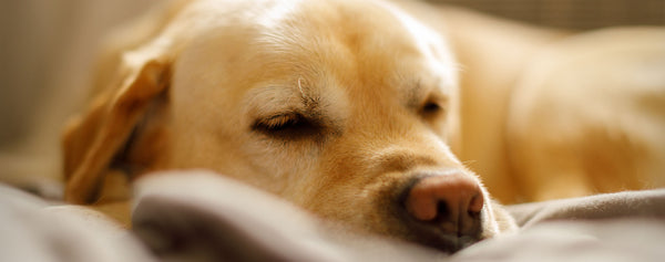 What Do Dogs Dream About?