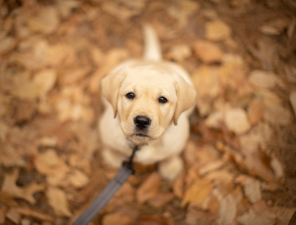 The Seasons We Share With Our Dogs