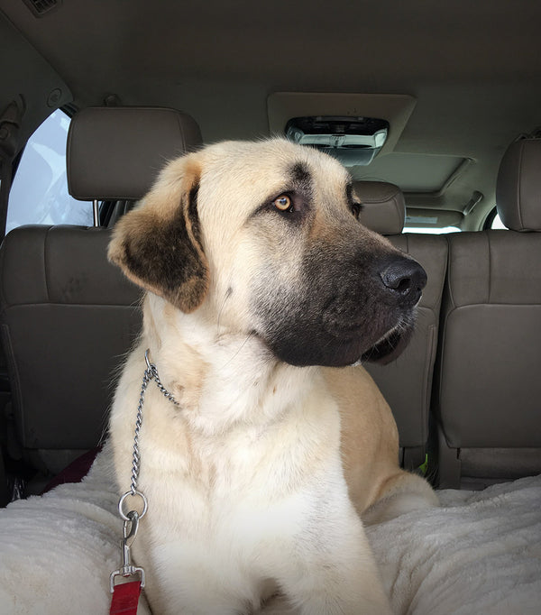 Anatolian Shepherd, Pet Adoption, Rescue Dog, Dog Photographer