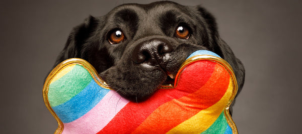 Are Dogs Colorblind? How Dogs See Color
