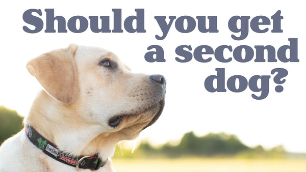 VIDEO - SHOULD YOU GET A SECOND DOG?