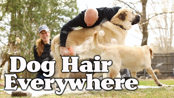 Dog Hair Everywhere, Video on Grooming Dogs, Best Deshedding Tools to Use Brush Dogs, Yellow lab, Anatolian Shepherd Video, Funny Dog Video, Dog Photogrpaher Blog, Dog Blog by Photographer Ron Schmidt