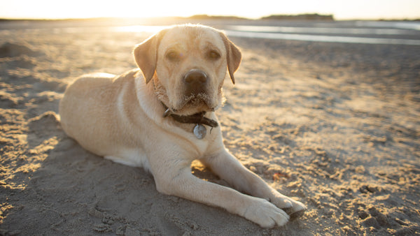 A Moment of Zen - Dogs at the Beach