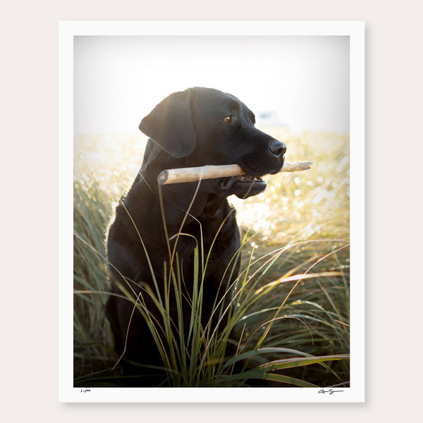 SEAGRASS - SPECIAL SIGNED LIMITED EDITION PRINT ON PAPER - Black Labrador Beach House Wall Decor