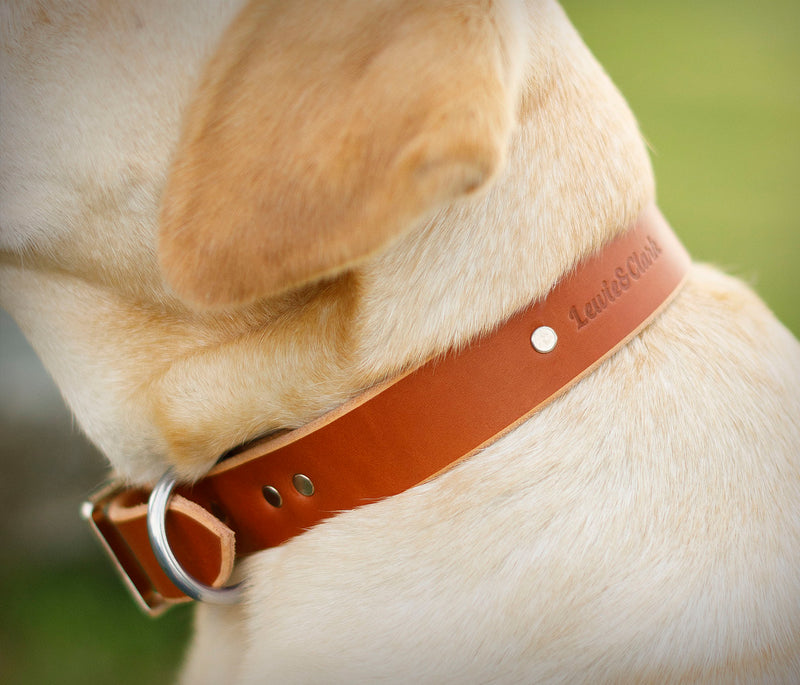 The Adventurer Collar - Strong & Durable Handmade Brown Leather Dog Collar, Width 1.25 Inches, Lewie & Clark Brand