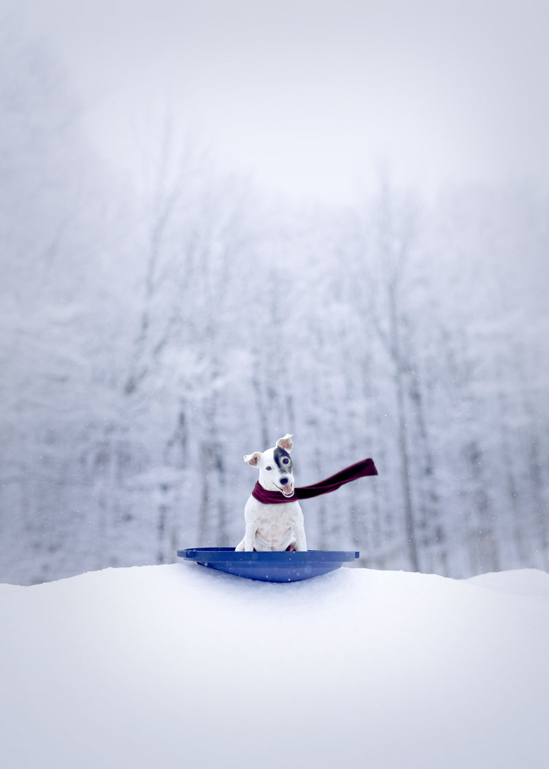 Jack Frost Canvas Art Print - Jack Russell Terrier Winter Snow Wall Artwork