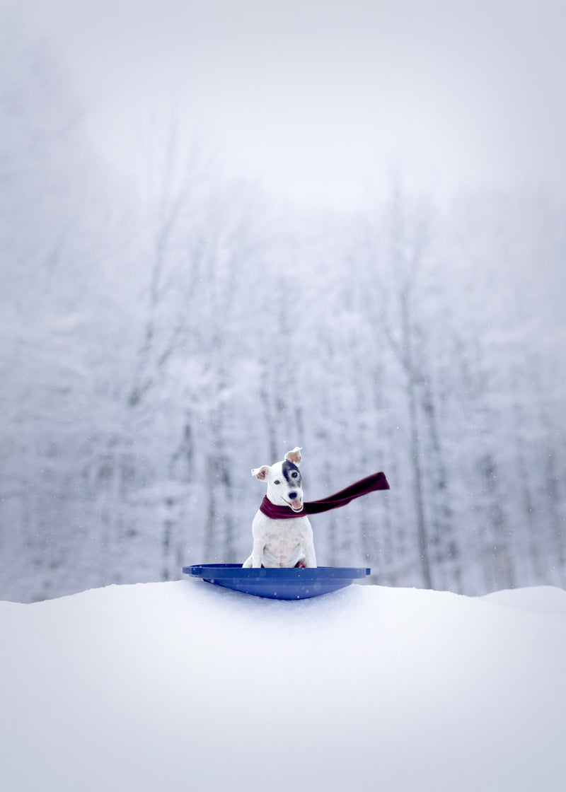 Jack Frost Canvas Art Print - Jack Russell Terrier Winter Snow Wall Artwork