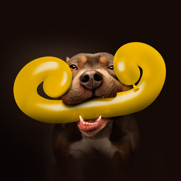 Dali Canvas Art Print - Ameican Pit Bull Lover Artwork