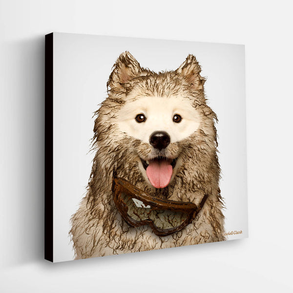 ENZO Canvas Art Print - Samoyed Artwork