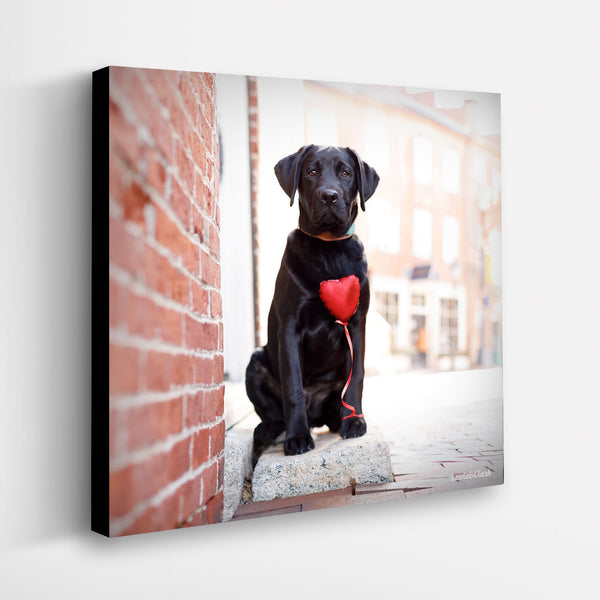 CUPID Canvas Art Print - Black Labrador Dog Heart Wall Decor