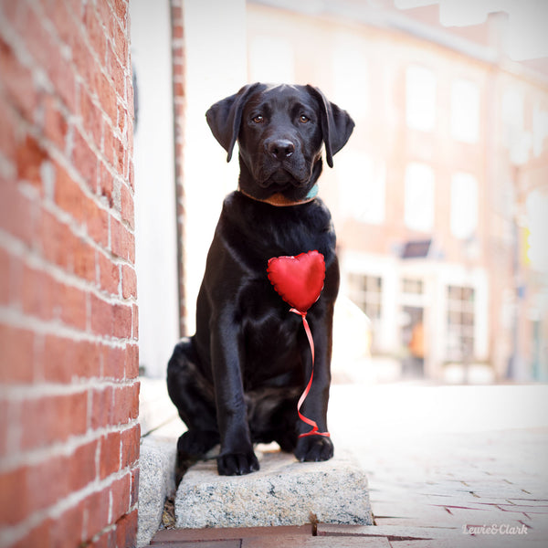 CUPID Canvas Art Print - Black Labrador Dog Heart Wall Decor