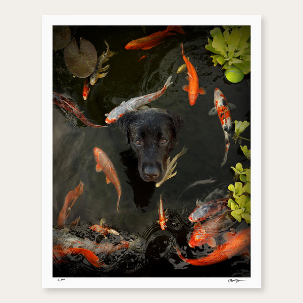 PLAYING KOI - SPECIAL SIGNED LIMITED EDITION PRINT ON PAPER - Black Labrador Wall Decor