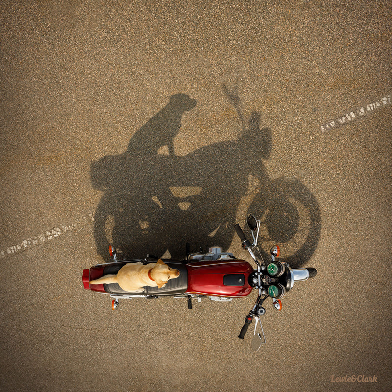 SHADOW Canvas Art Print - Yellow Labrador Biker Wall Decor