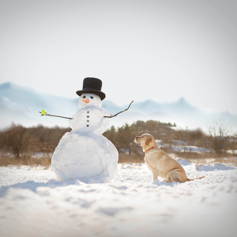 YUKON - Snowman Winter Dog Canvas Art Print - Labrador Winter Holiday Home Decor