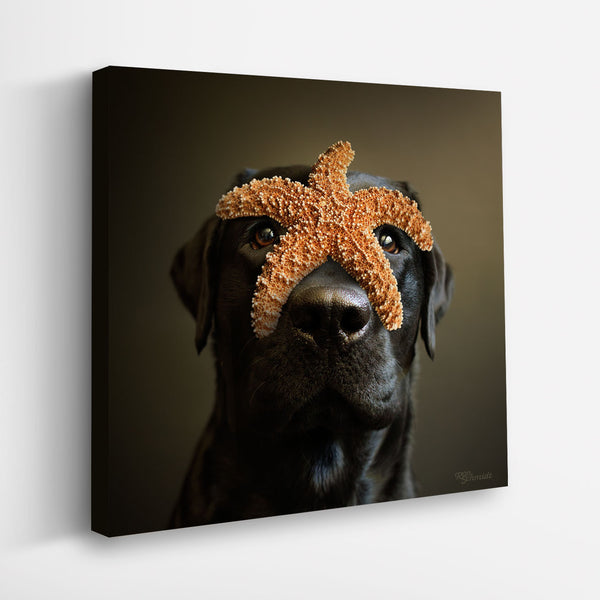 REEF Starfish Dog Art Canvas Print, Labrador Coastal Beach House