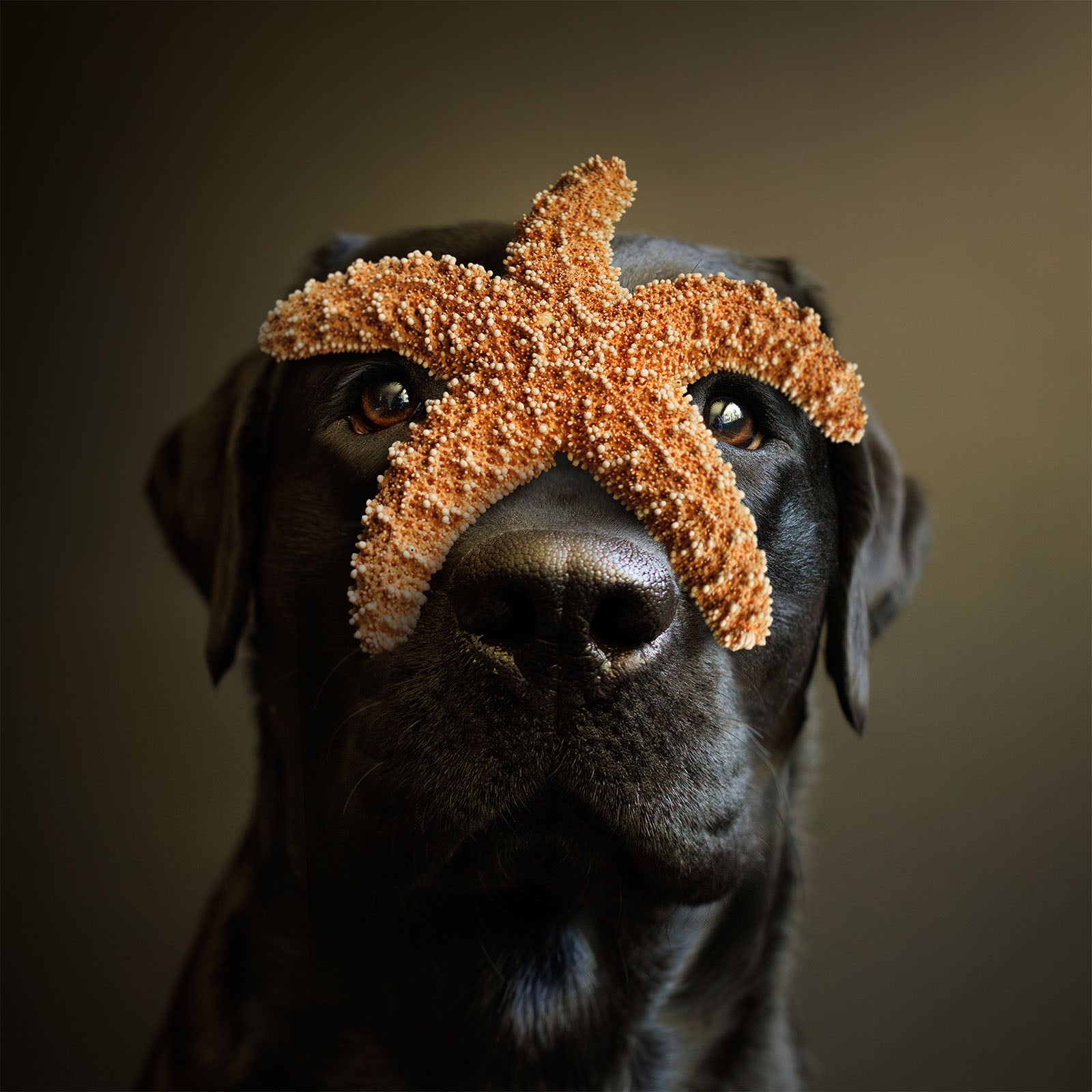 starfish.main_1600x.jpg?v=