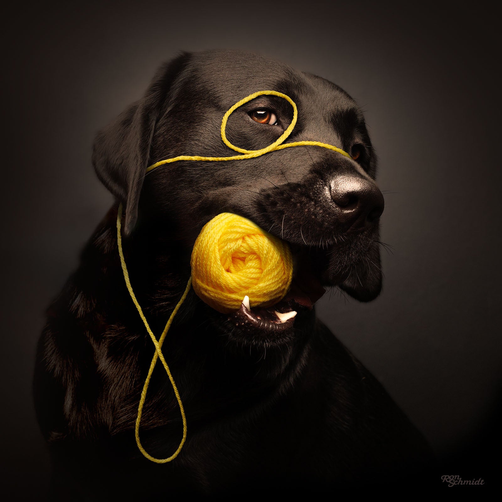 Stitch & Yarn Art Print, Canvas or Framed, for Dog Lovers and