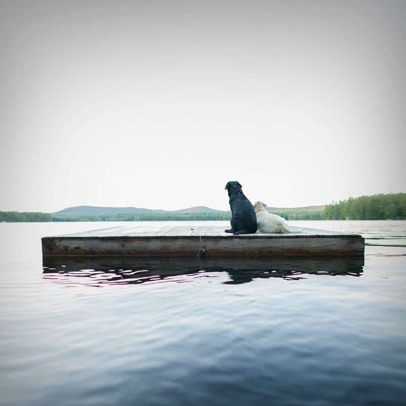 "Adrift" Black and Yellow Labrador Retriever Print and Canvas for Lake House, Cottage, Beach House Wall Decor. 