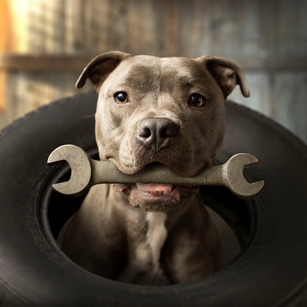 AXEL Pit Bull Dog Wall Art -  Pitbull Workshop Garage Canvas Artwork