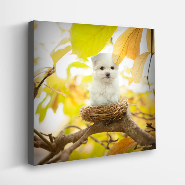 BIRDIE Dog Canvas Art Print - Maltese Bird Nest Wall Decor