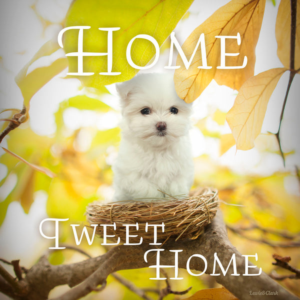 Home Tweet Home - Dog Wall Decor on Canvas - Bichon in Nest  - Art for Dog Lover