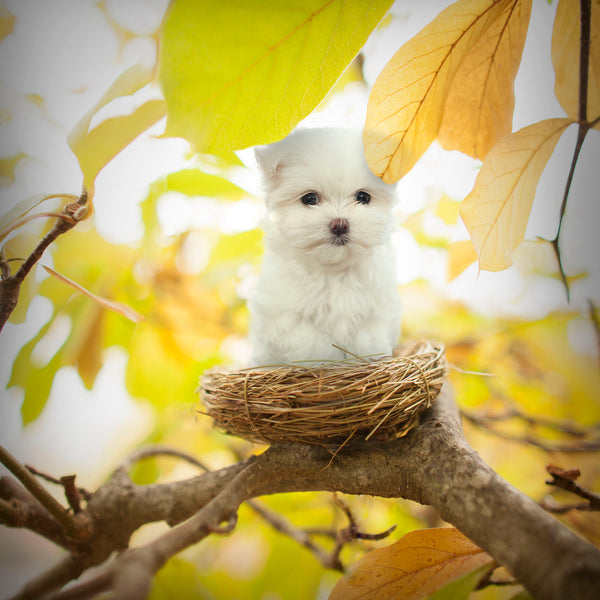 BIRDIE Dog Art Print - Maltese Bird Nest Wall Decor