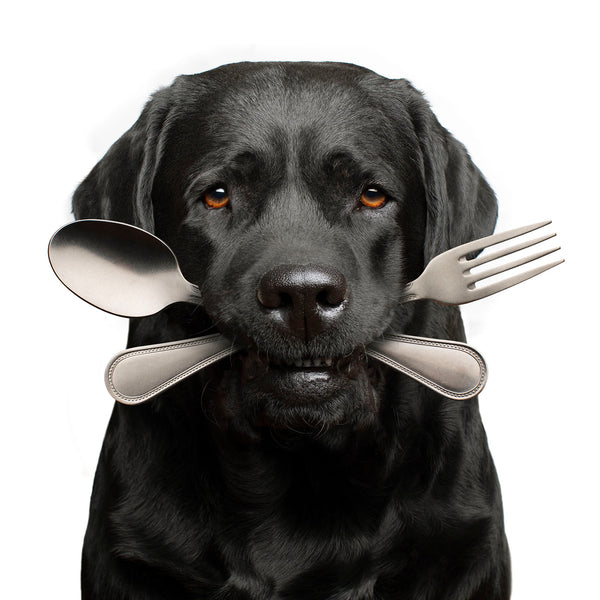 BONE APPETIT Dog Canvas Art Print - Labrador Kitchen, Dining Room Wall Decor, Foodie Gift