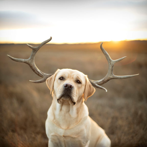 BUCK Dog Deer Canvas Art Print - Yellow Labrador with Antlers