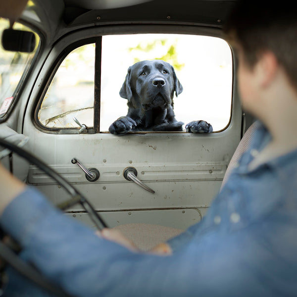 BUDDY Dog Canvas Art Print  - Black Labrador Retriever Vintage Truck Artwork