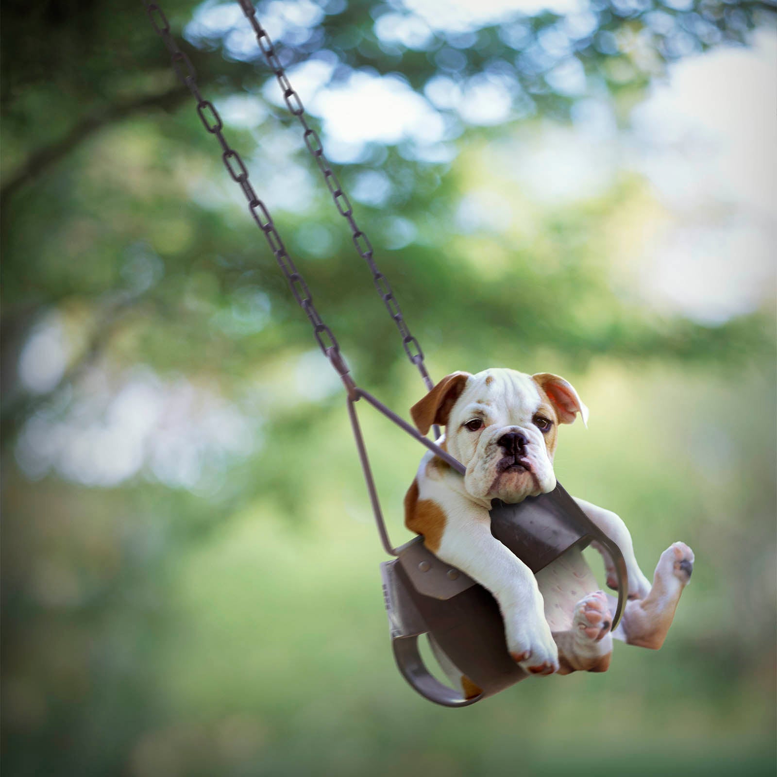Bulldog Puppy in Swing Dog Art Photo Print by Photographer Ron