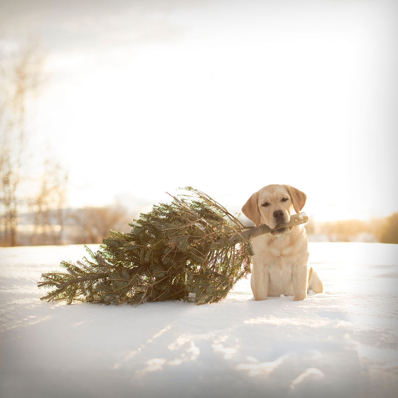 CEDAR Dog with Christmas Tree Dog Canvas Art Print - Labrador Holiday Home Decor