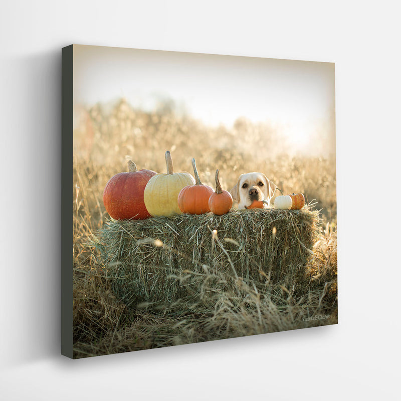 CIDER Yellow Labrador in Pumpkin Patch Canvas Art | Fall Dog Lover Decor